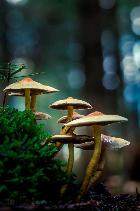 Mushrooms 