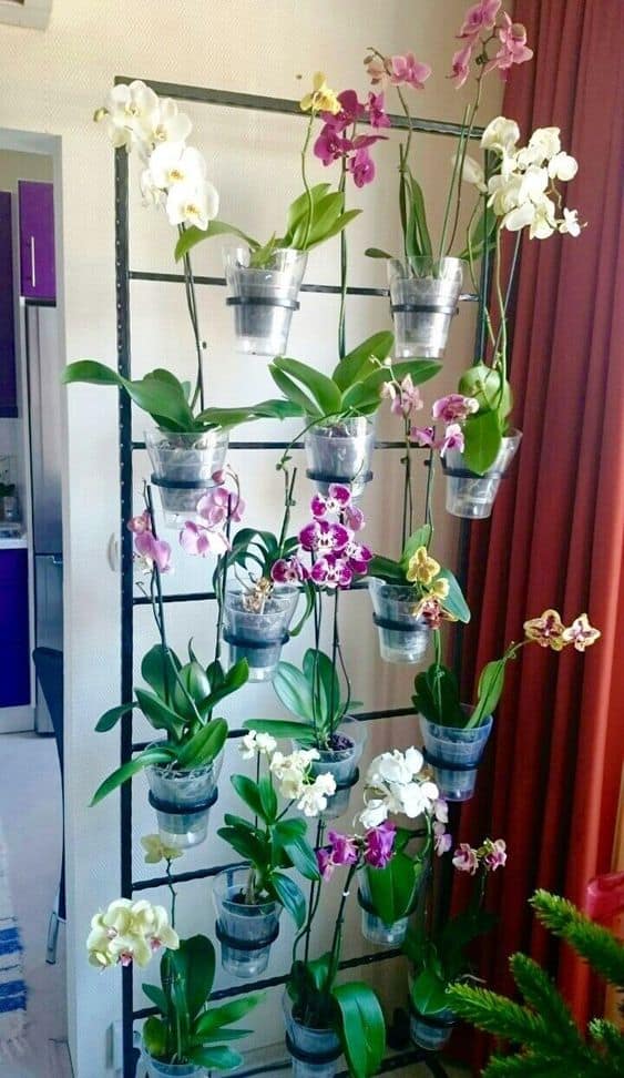 Neat Orchids Planters