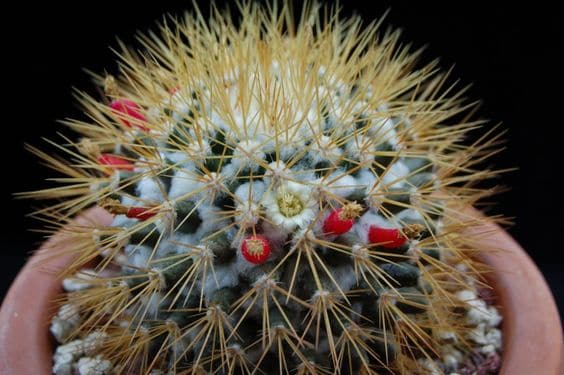 Nivosa Cactus