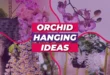 Orchid Hanging Ideas