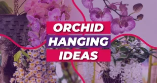 Orchid Hanging Ideas