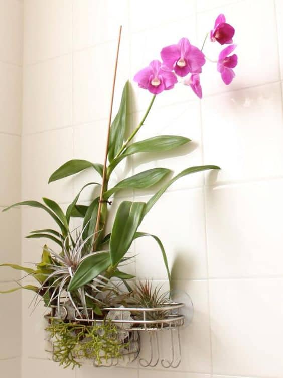 Orchids On Shower Caddy 