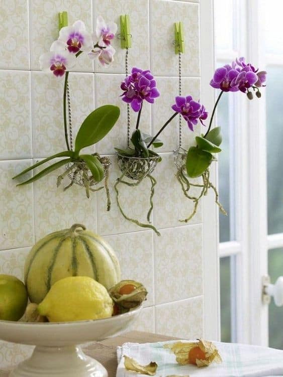 Orchids On a Simple Planter