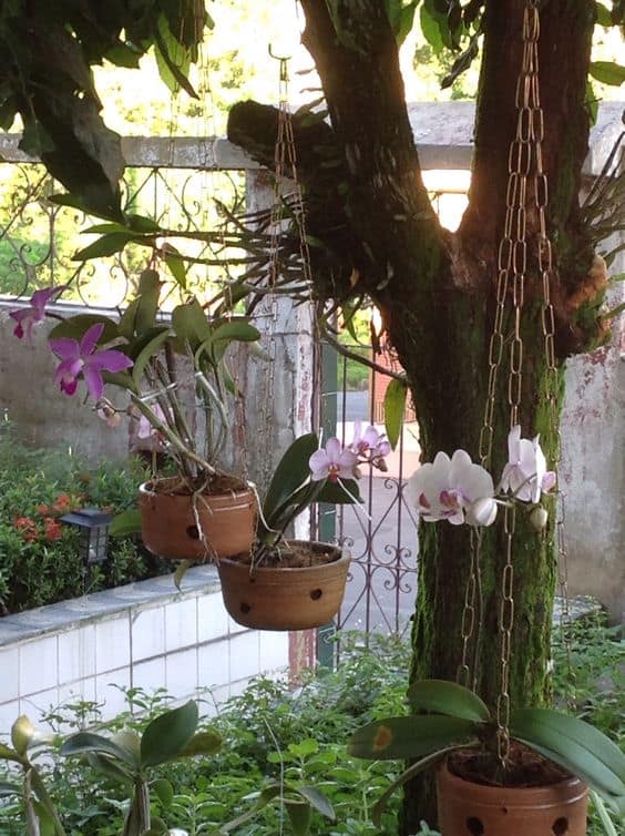 Orchids Pots On Tree Branches