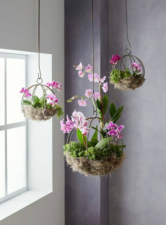 Orchids Terrariums 