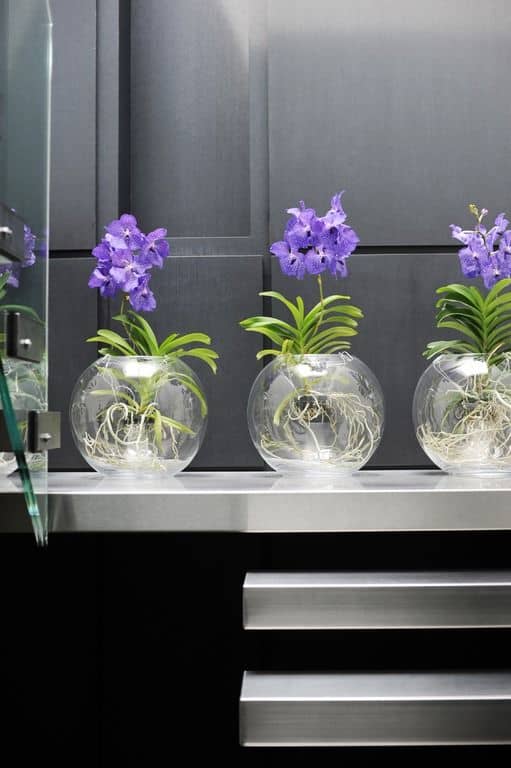 Orchids Under Glass 