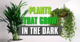 Plants That Grow In The Dark.