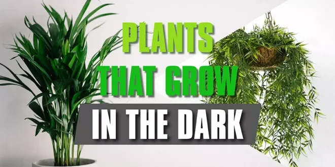 Plants That Grow In The Dark.
