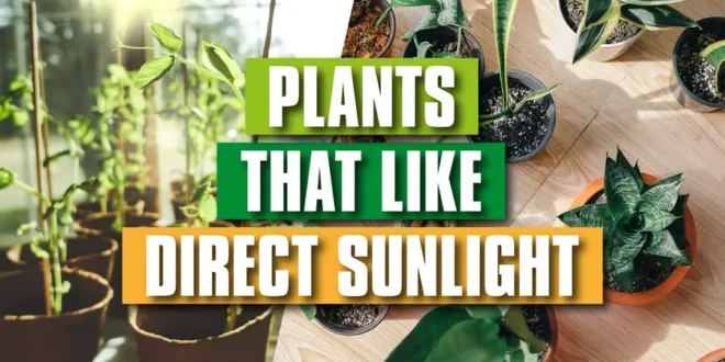 Plants That Like Direct Sunlight