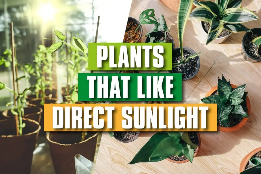 35-plants-that-like-direct-sunlight-a-guide-to-sun-loving-plants