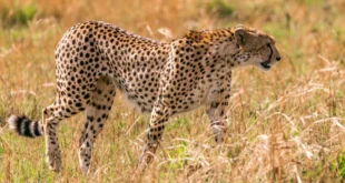 Do Cheetahs Attack Humans