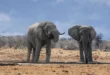 Do Elephants Think Humans Are Cut