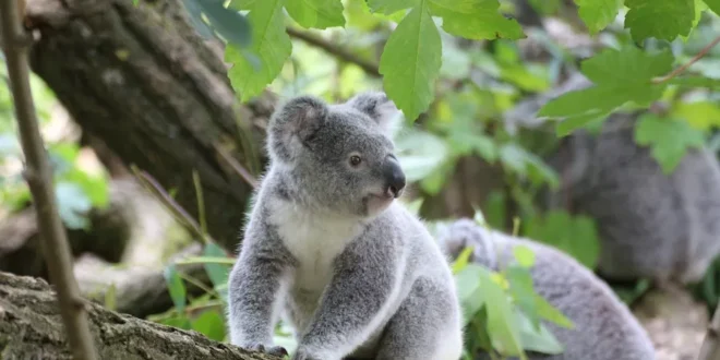 Do Koalas Attack Humans