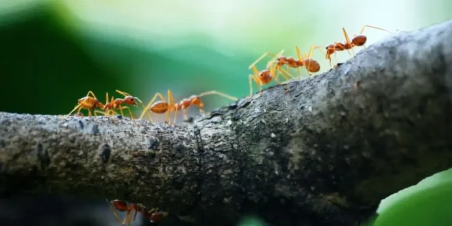 How Many Ants Would It Take To Lift A Human