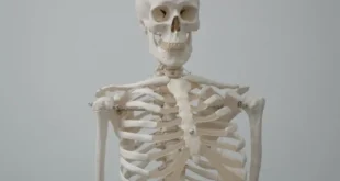 How Much Does The Human Skeleton Weigh