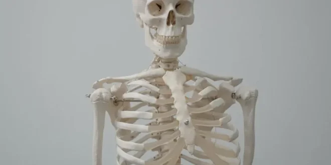 How Much Does The Human Skeleton Weigh