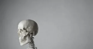 How Thick Is A Human Skull