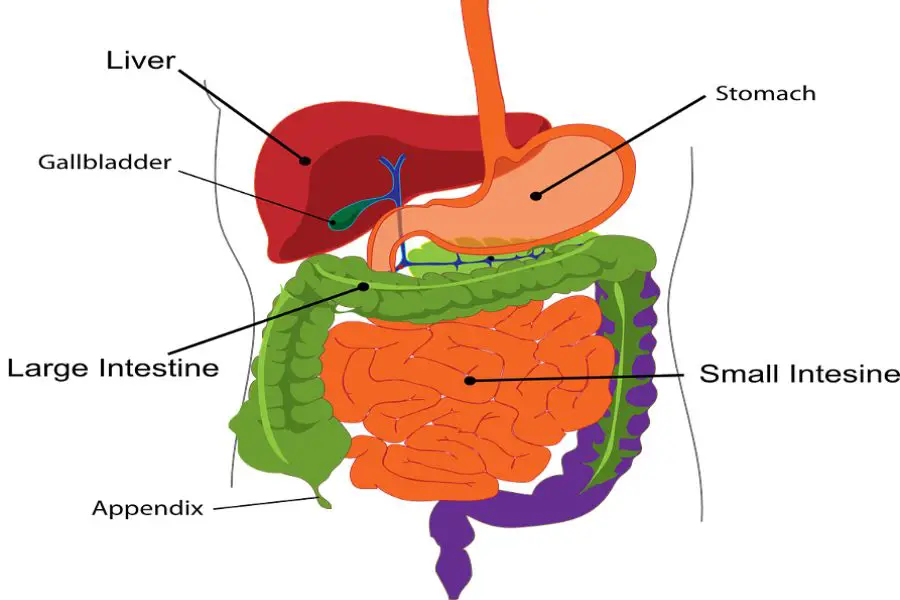 how-far-can-the-human-anus-stretch-human-body-limits