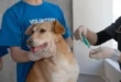 What Happens If A Human Eats Dog Medication