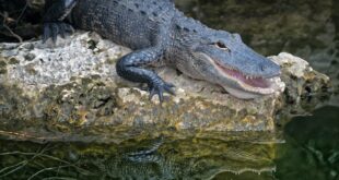 Are Alligators Scared Of Humans