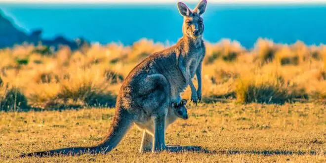 Can A Human Beat A Kangaroo?