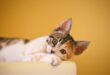Can Cats Catch Stomach Bugs From Humans