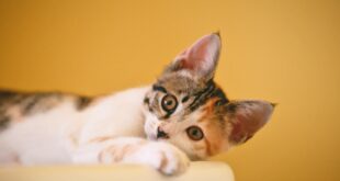 Can Cats Catch Stomach Bugs From Humans