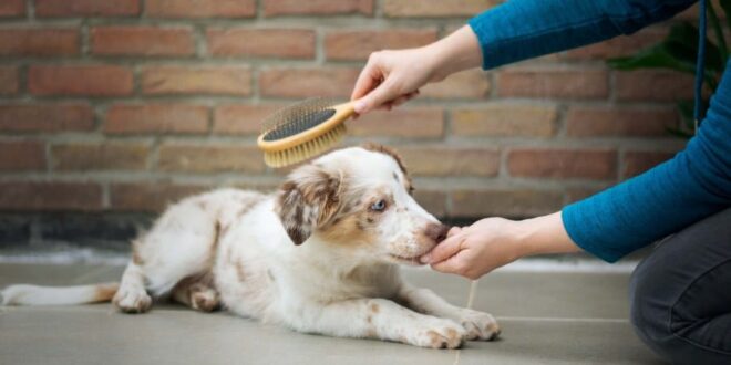 Can I Use A Human Toothbrush On My Dog