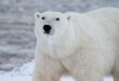 Do Polar Bears Actively Hunt Humans