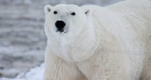 Do Polar Bears Actively Hunt Humans