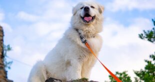 Has A Great Pyrenees Ever Killed A Human