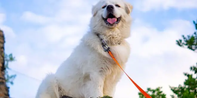 Has A Great Pyrenees Ever Killed A Human