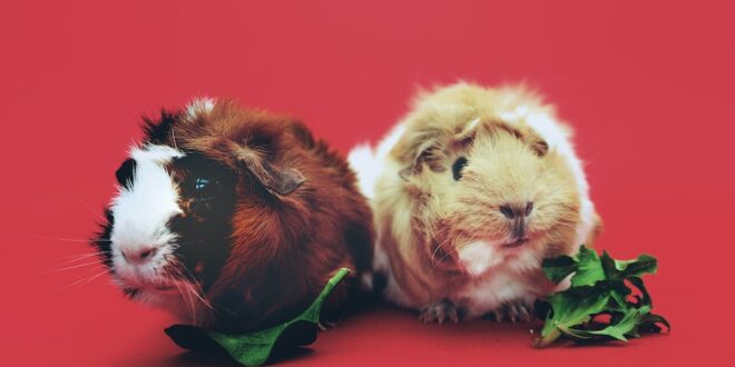 How Do Guinea Pigs See Humans