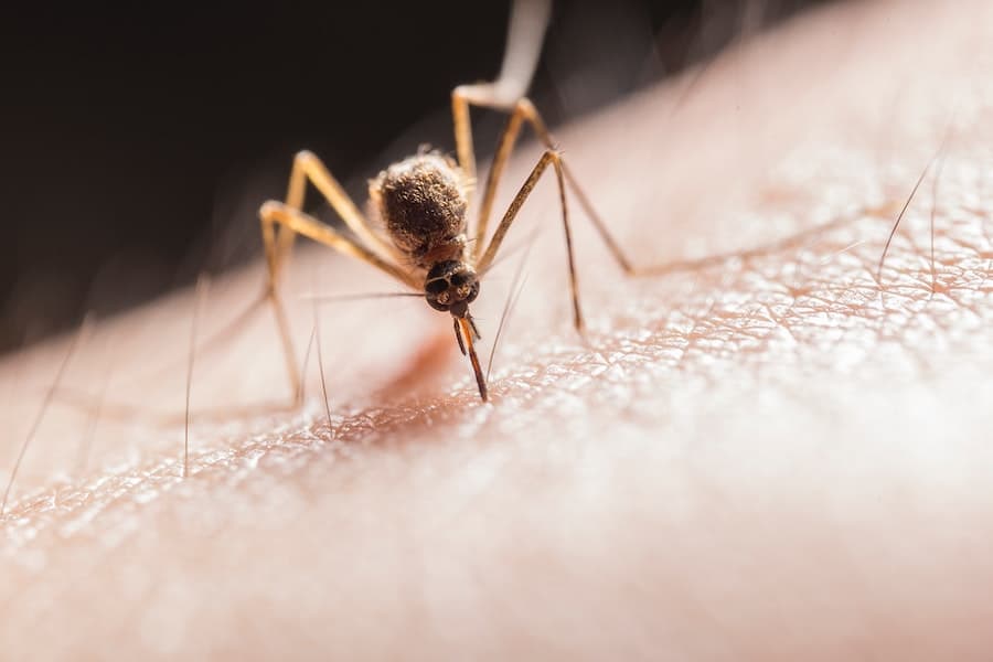 How Long Do Sand Flea Bites Last On Humans Countdown To Relief