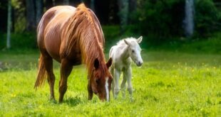 Is Horse Liniment Safe For Humans
