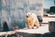 Why Do Polar Bears Hunt Humans