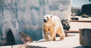 Why Do Polar Bears Hunt Humans