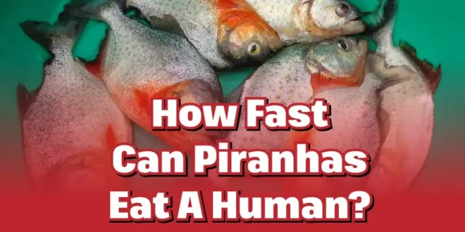 How Fast Can Piranhas Eat A Human