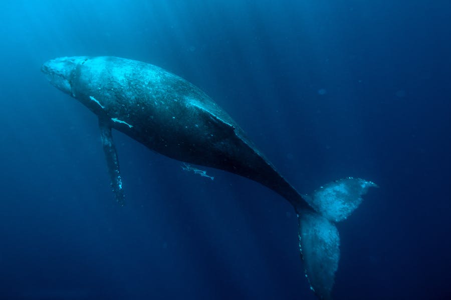 Blue Whale Vs Human; A Contest Of Size And Intelligence - Being Human