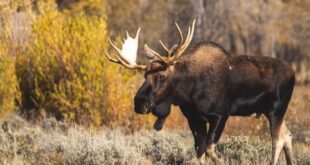 Moose Size vs Human