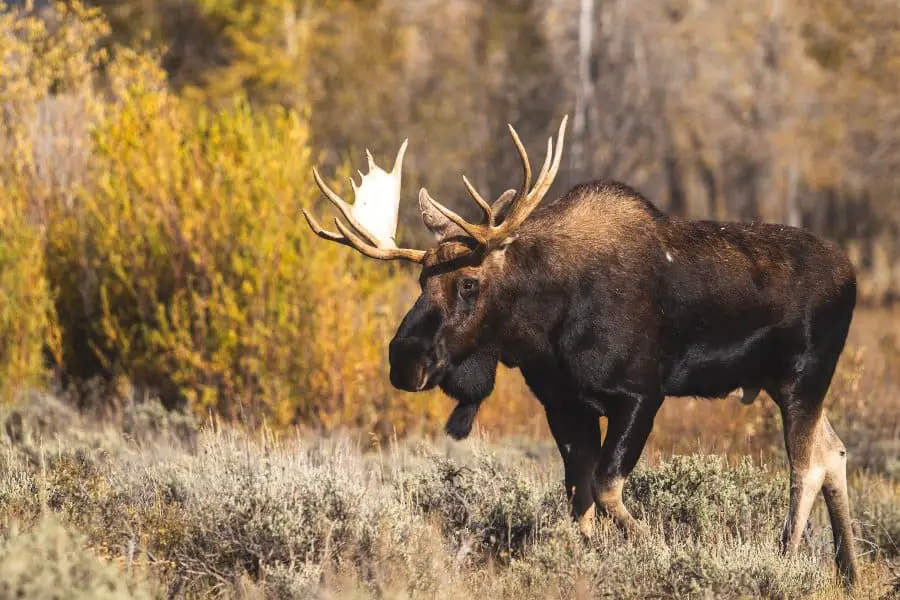 Moose Size vs Human: Highlighting How The Two Compare - Being Human