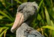 Shoebill Stork Size Vs. Humanv