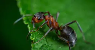 Biomass of Ants vs Humans