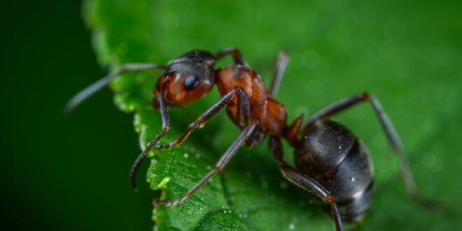 Biomass of Ants vs Humans