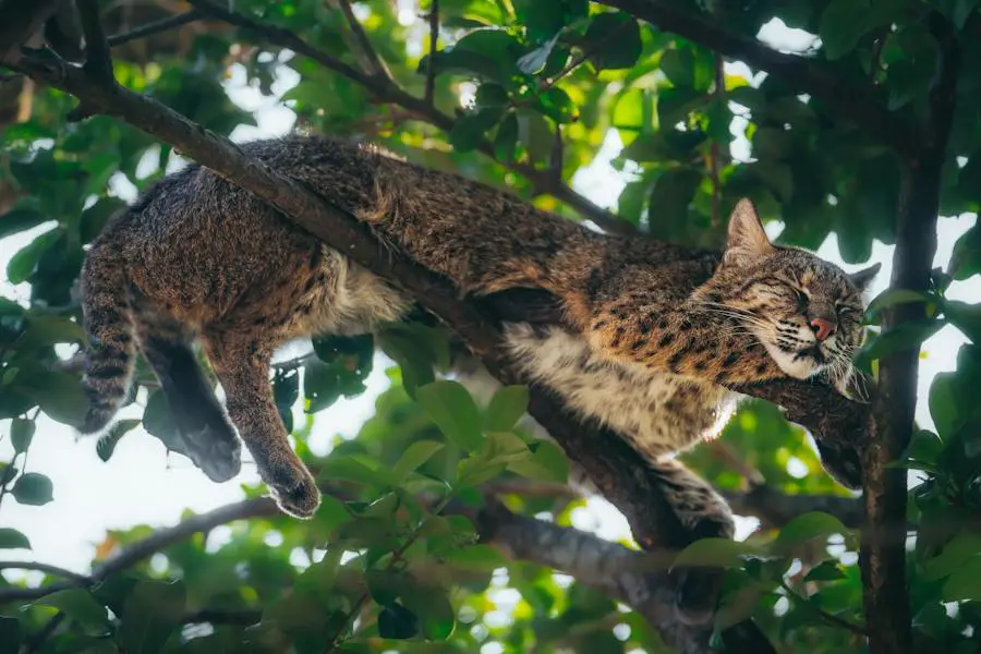 Bobcat vs Human: The Cats Are Cute, But Are They Dangerous? - Being Human