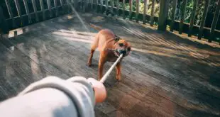 Dog Bite vs Human Bite