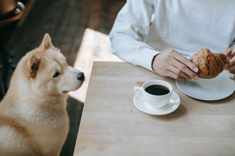 Dogs vs. Human Names The Science Of Dog Names Being Human