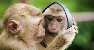 Monkey vs Human