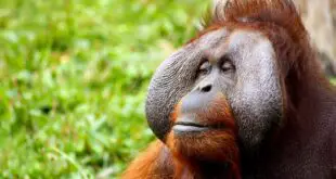 Orangutan Strength Vs Human Strength