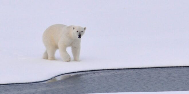 Polar Bear vs Human